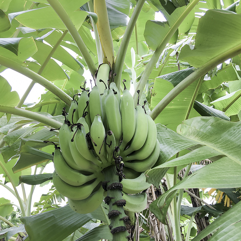 2017-05-27除草015.jpg 2017-05-27除草015.jpg