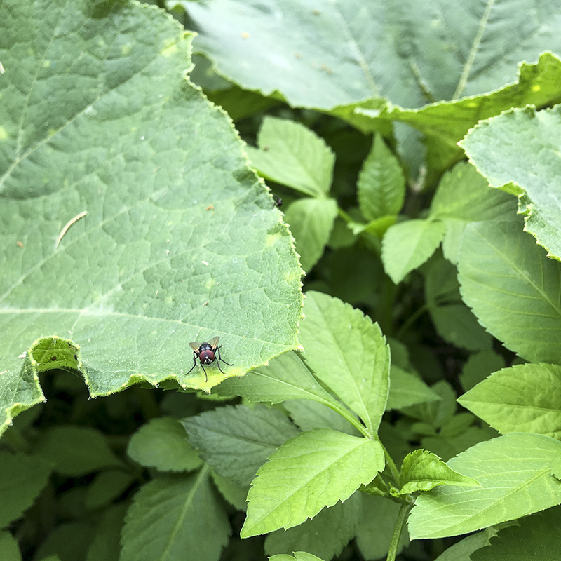 2017-05-27除草023.jpg 2017-05-27除草023.jpg