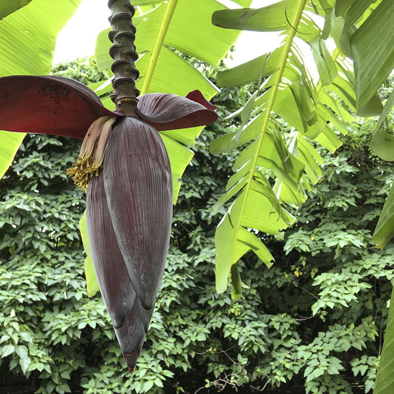 2017-05-27除草017.jpg 2017-05-27除草017.jpg