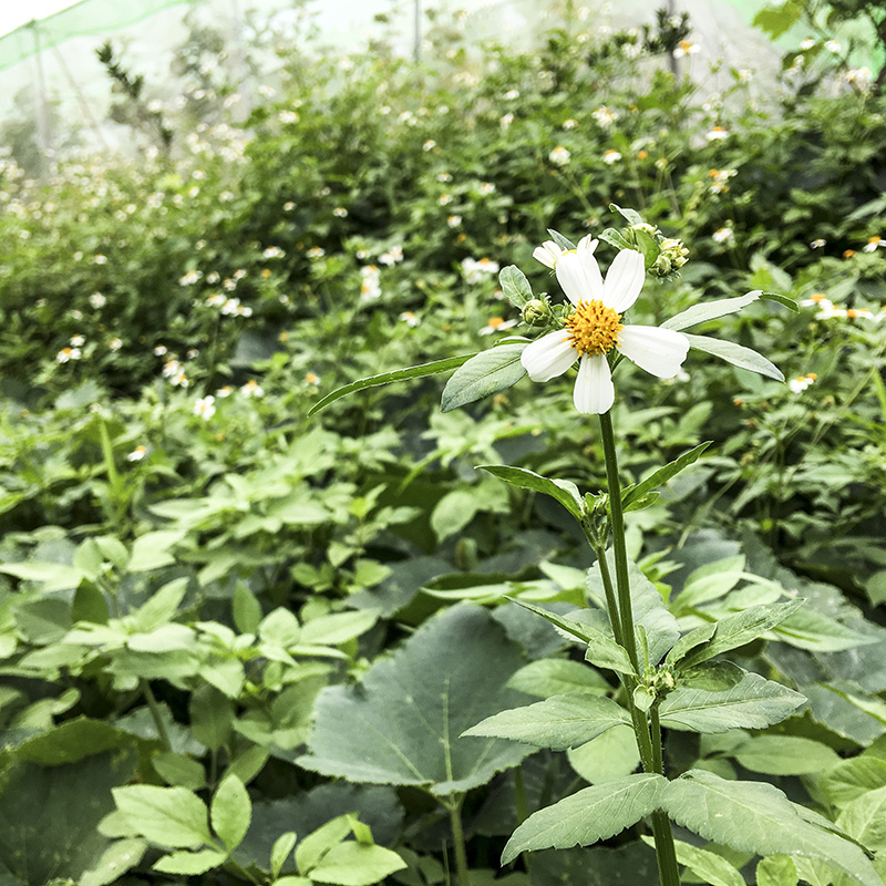 2017-05-27除草024.jpg 2017-05-27除草024.jpg