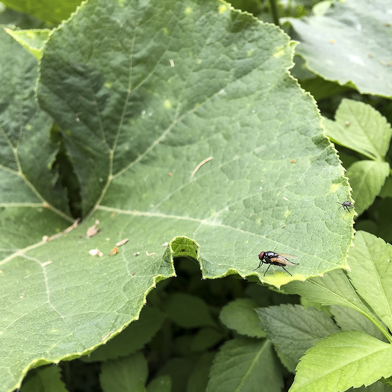 2017-05-27除草025.jpg 2017-05-27除草025.jpg