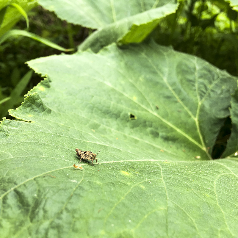 2017-05-27除草026.jpg 2017-05-27除草026.jpg
