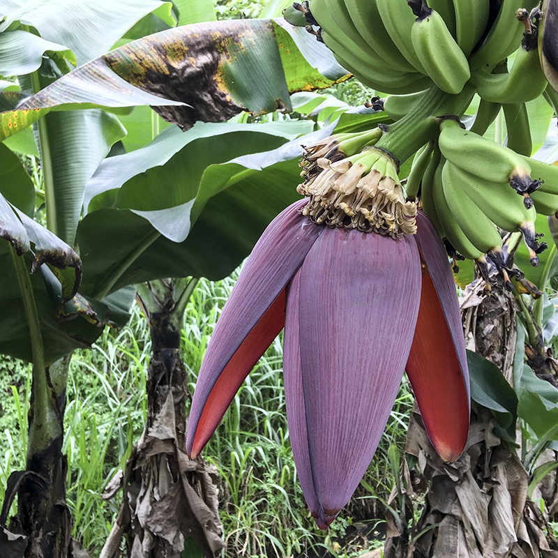 2017-05-27除草027.jpg 2017-05-27除草027.jpg