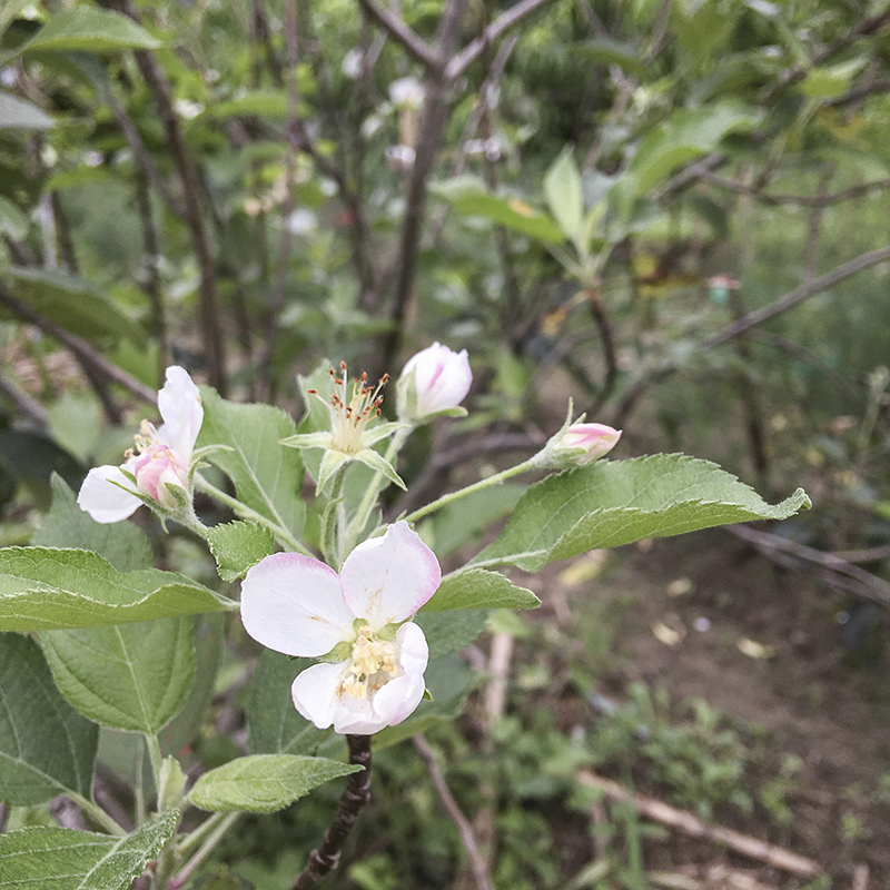 2017-05-27除草028.jpg 2017-05-27除草028.jpg
