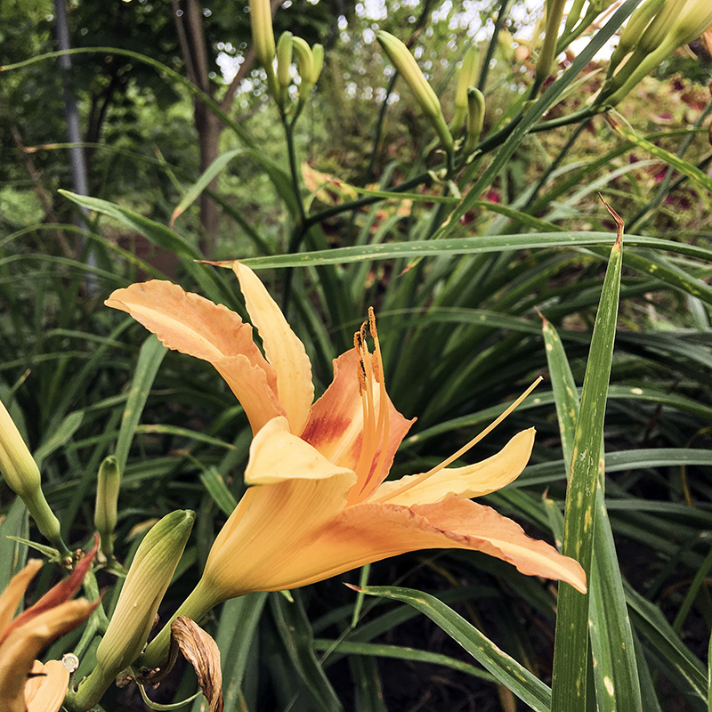 2017-05-27除草029.jpg 2017-05-27除草029.jpg