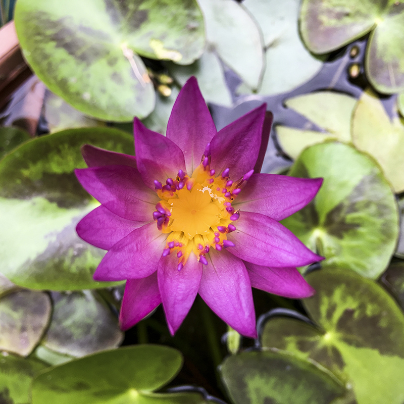 2017-05-27除草030.jpg 2017-05-27除草030.jpg