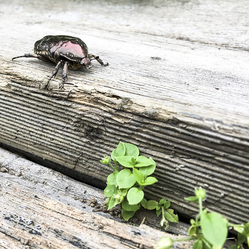 2017-05-27除草034.jpg 2017-05-27除草034.jpg