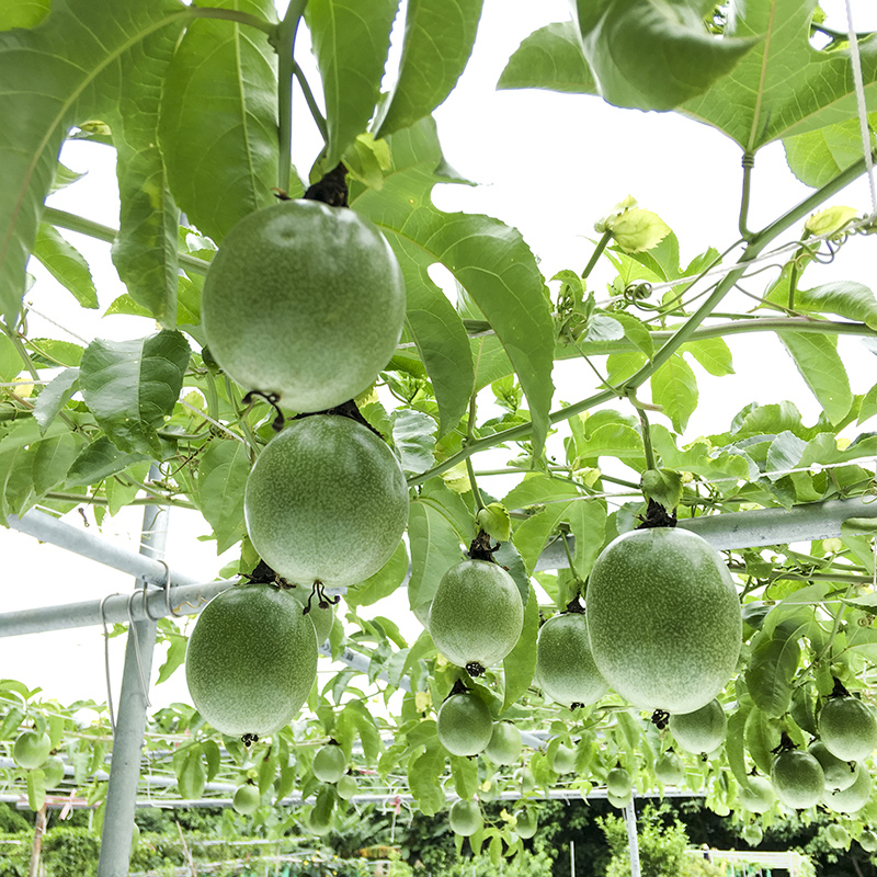 2017-05-27除草035.jpg 2017-05-27除草035.jpg