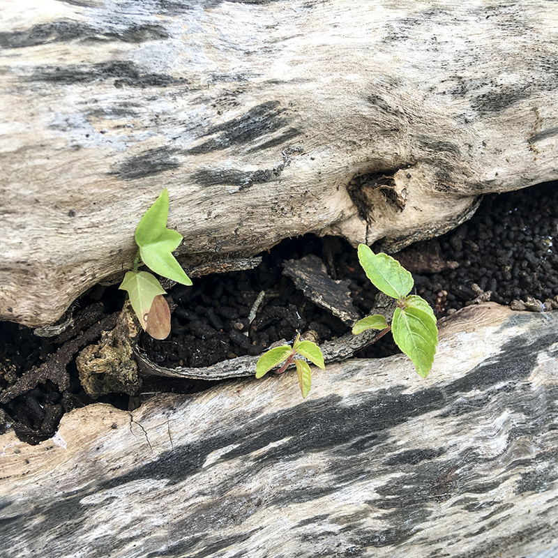 2017-05-27除草036.jpg 2017-05-27除草036.jpg