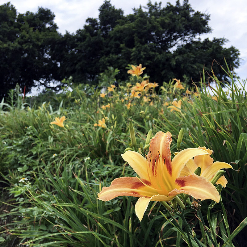 2017-05-27除草043.jpg