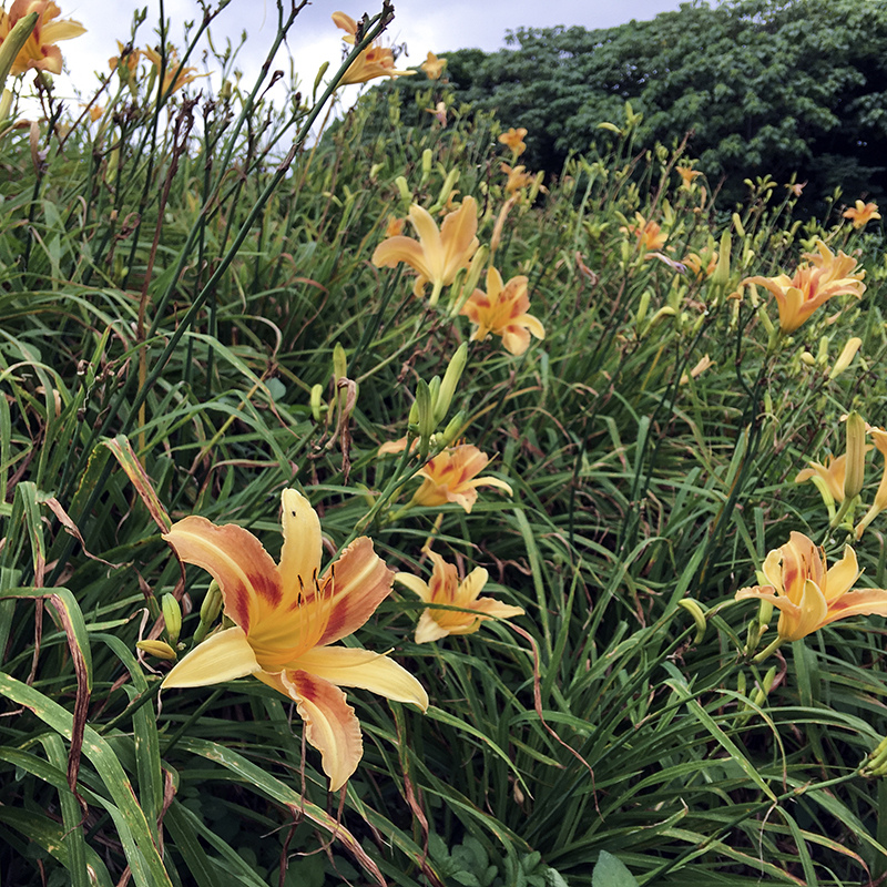 2017-05-27除草042.jpg 2017-05-27除草042.jpg