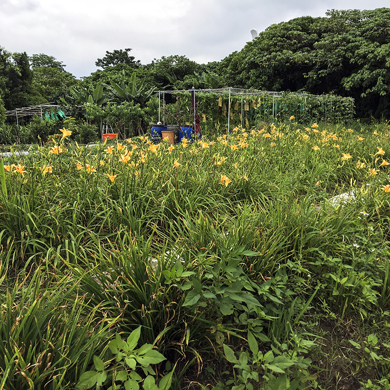 2017-05-27除草039.jpg