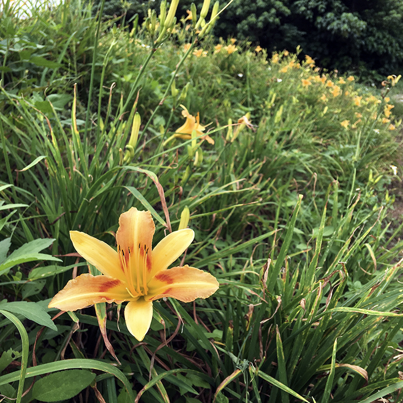 2017-05-27除草041.jpg 2017-05-27除草041.jpg