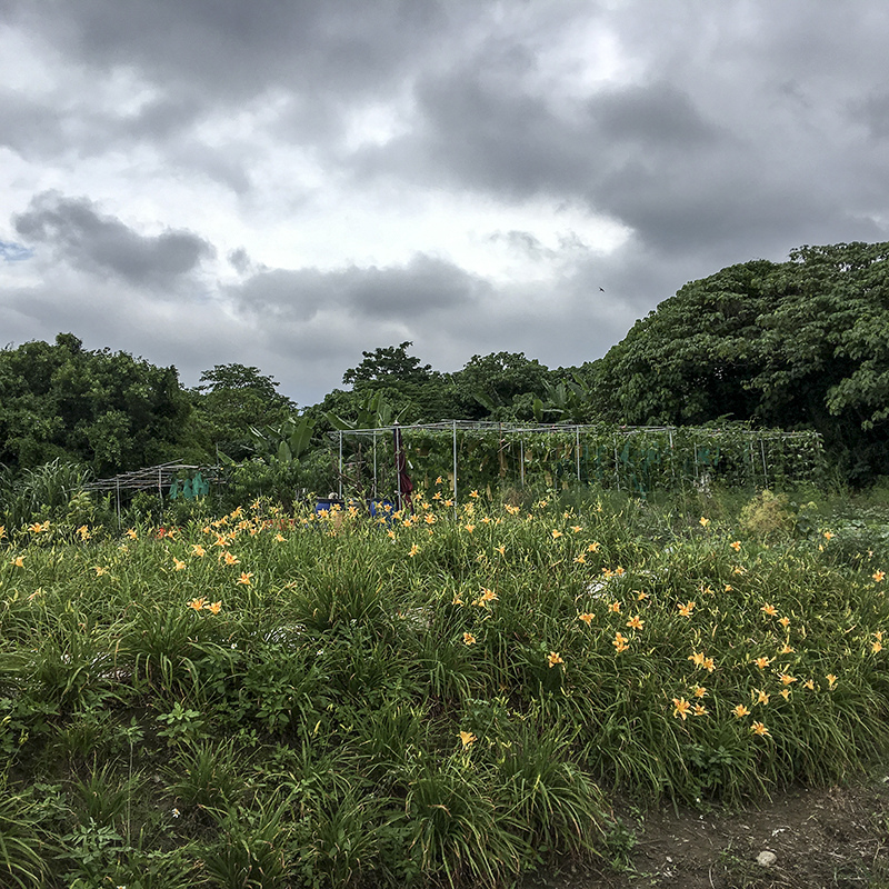 2017-05-27除草045.jpg 2017-05-27除草045.jpg