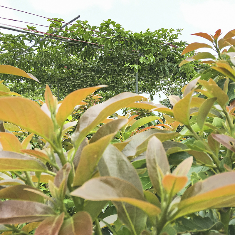 2017-05-27除草050.jpg 2017-05-27除草050.jpg