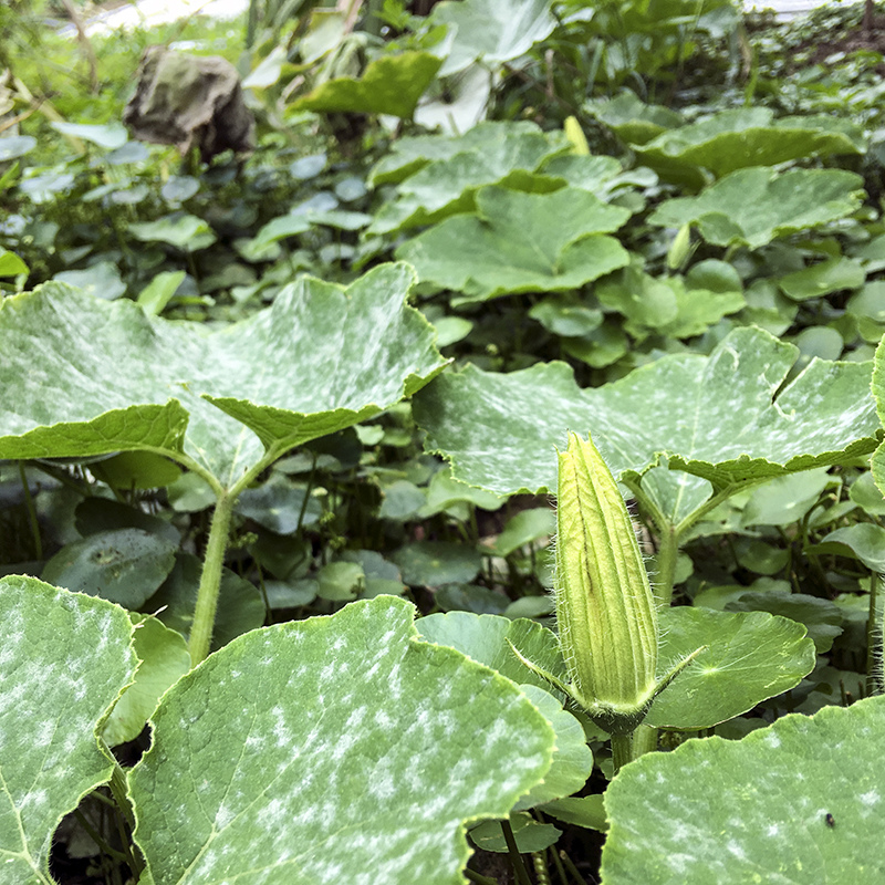 2017-05-27除草049.jpg 2017-05-27除草049.jpg