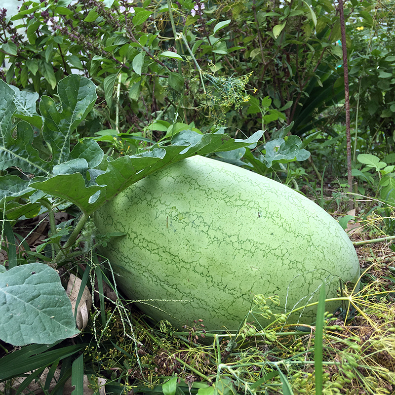 2017-05-27除草055.jpg 2017-05-27除草055.jpg