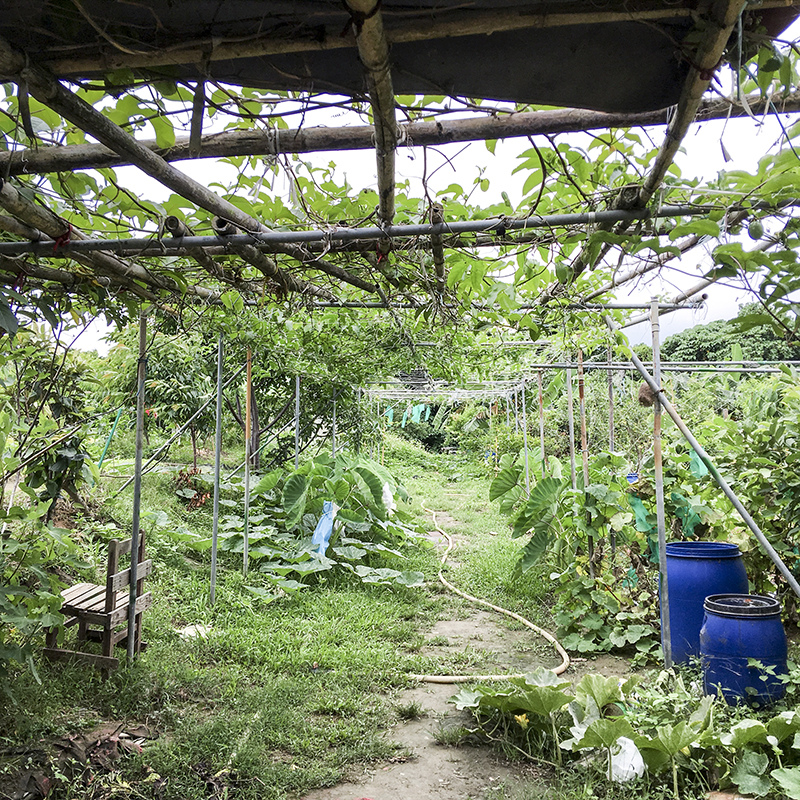 2017-05-27除草053.jpg 2017-05-27除草053.jpg
