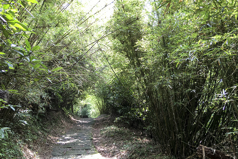 2017-06-116s大崙山008.jpg 2017-06-116s大崙山008.jpg