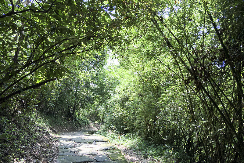 2017-06-116s大崙山012.jpg 2017-06-116s大崙山012.jpg
