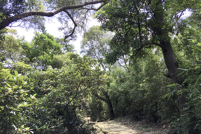 2017-06-116s大崙山013.jpg 2017-06-116s大崙山013.jpg