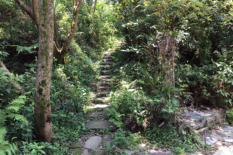 2017-06-116s大崙山021.jpg 2017-06-116s大崙山021.jpg