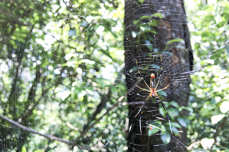 2017-06-116s大崙山029.jpg 2017-06-116s大崙山029.jpg
