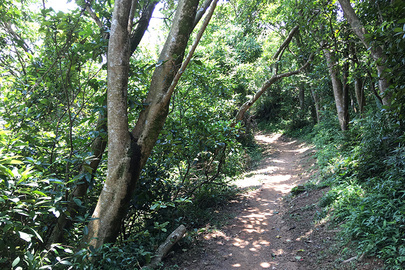 2017-06-116s大崙山030.jpg 2017-06-116s大崙山030.jpg