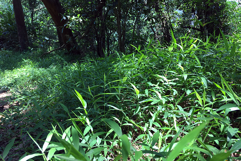 2017-06-116s大崙山043.jpg 2017-06-116s大崙山043.jpg