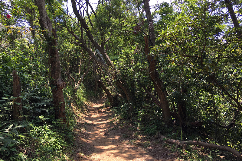 2017-06-116s大崙山045.jpg 2017-06-116s大崙山045.jpg