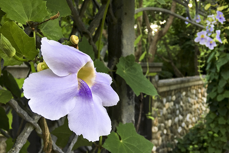 2017-07-11遠雄海洋公園6s031.jpg