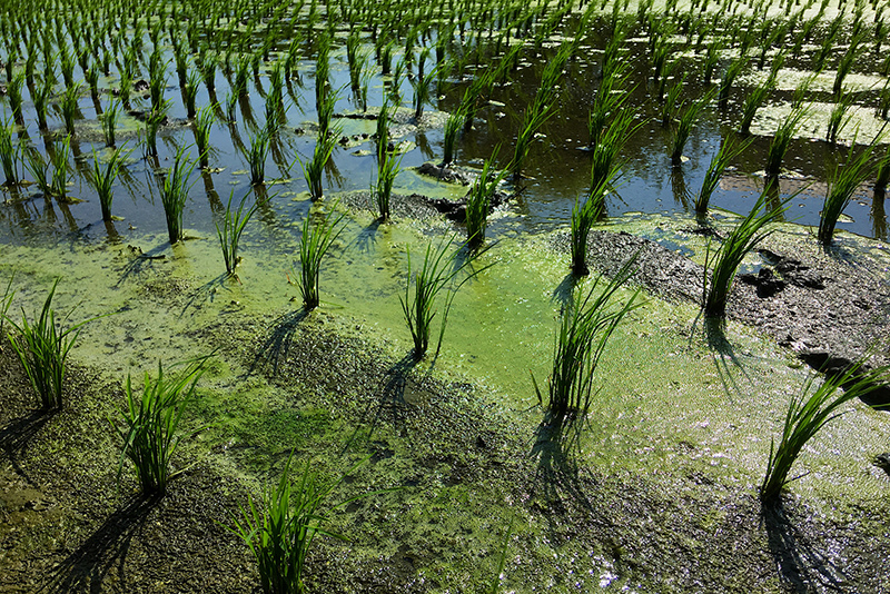 2107-08-05回南部001.jpg 2107-08-05回南部001.jpg