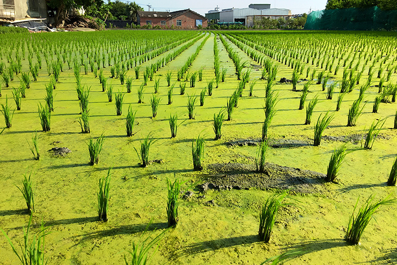 2107-08-05回南部008.jpg 2107-08-05回南部008.jpg