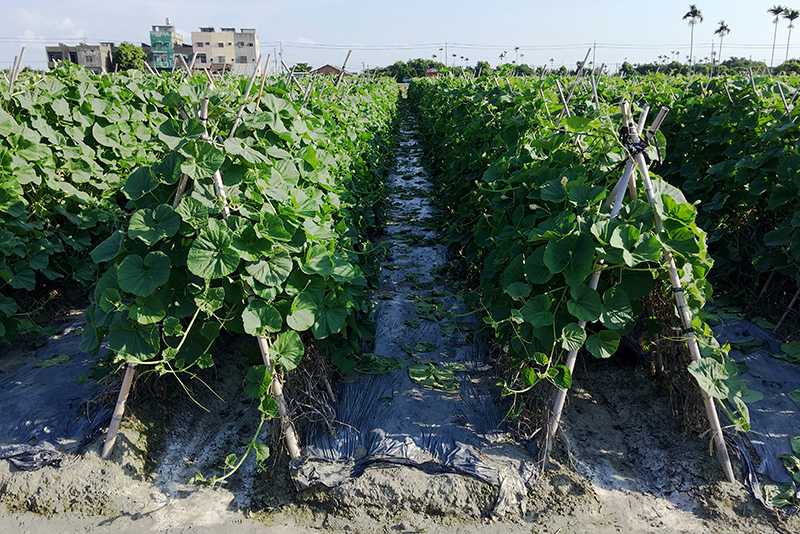 2107-08-05回南部011.jpg 2107-08-05回南部011.jpg