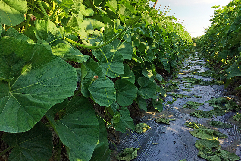 2107-08-05回南部012.jpg 2107-08-05回南部012.jpg