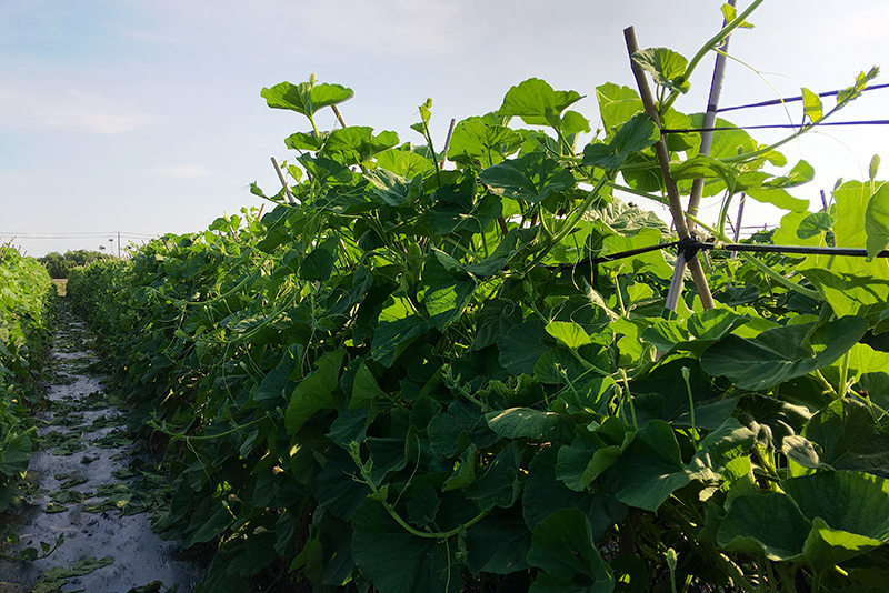 2107-08-05回南部013.jpg 2107-08-05回南部013.jpg