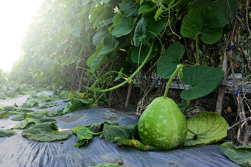 2107-08-05回南部014.jpg 2107-08-05回南部014.jpg