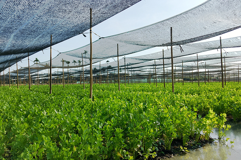 2107-08-05回南部016.jpg 2107-08-05回南部016.jpg