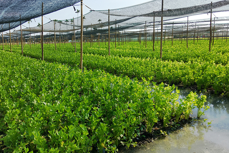 2107-08-05回南部015.jpg 2107-08-05回南部015.jpg