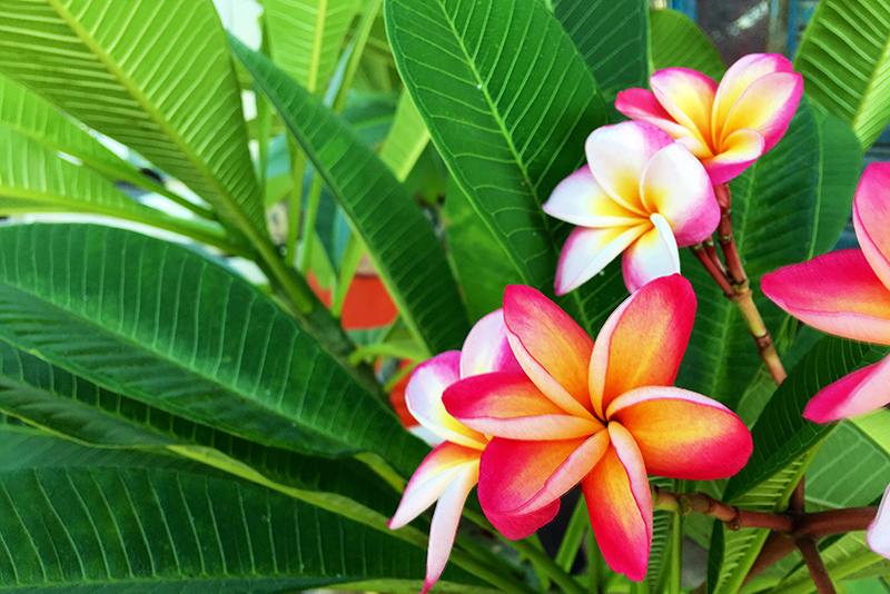 2107-08-05回南部027.jpg 2107-08-05回南部027.jpg