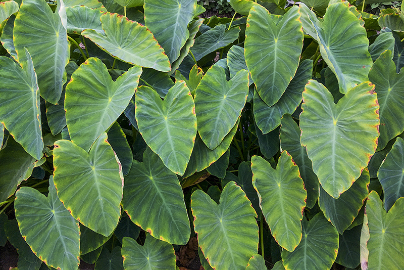 2018-05-06回南部028.jpg 2018-05-06回南部028.jpg