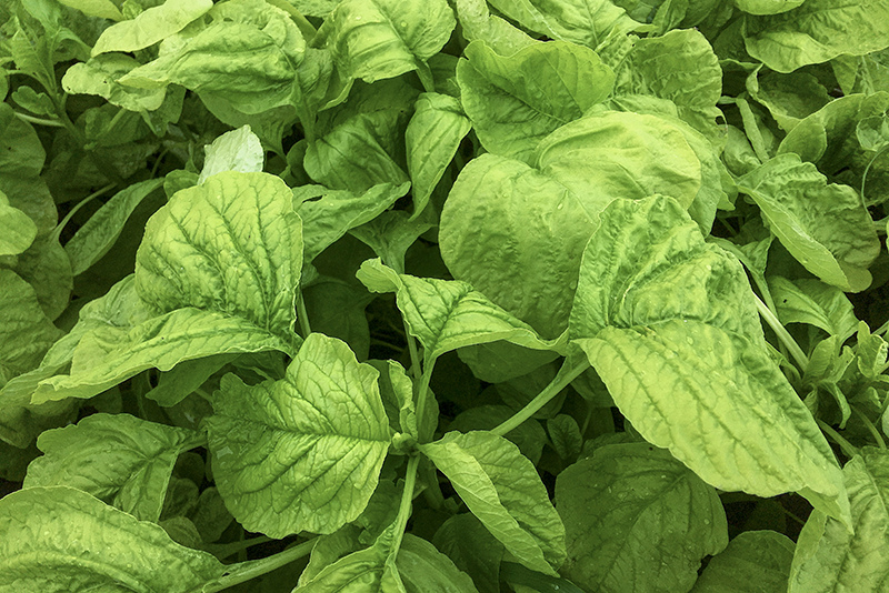 2018-05-06回南部030.jpg 2018-05-06回南部030.jpg