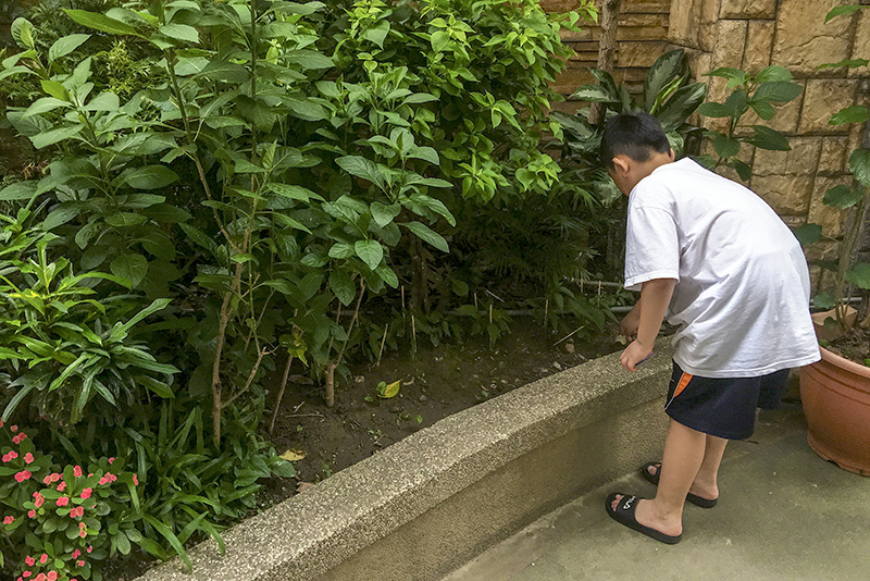 2018-05-23烏龜死了013.jpg 2018-05-23烏龜死了013.jpg