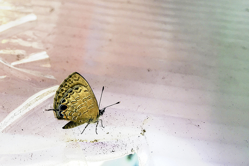 2018-05-27-010.jpg 2018-05-27-010.jpg