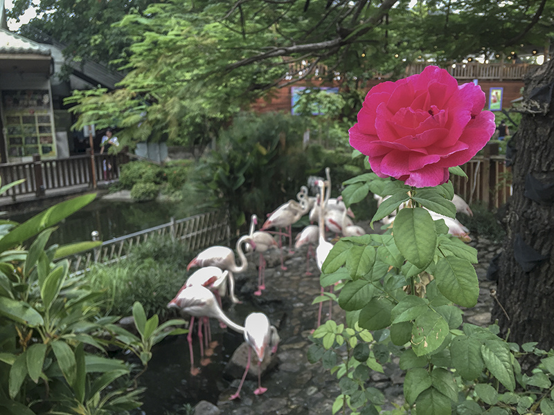 2018-07-21淨園休閒農場055.jpg