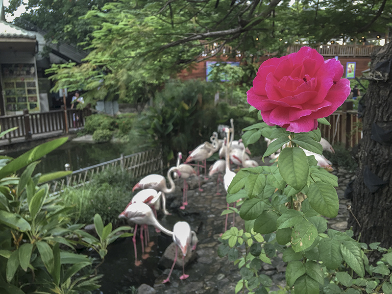 2018-07-21淨園休閒農場055.jpg