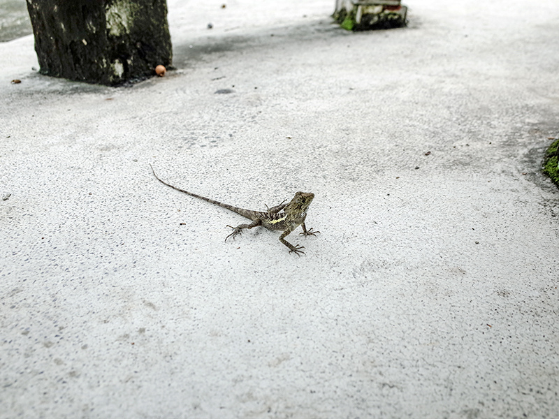 2018-07-23超峰寺018.jpg 2018-07-23超峰寺018.jpg