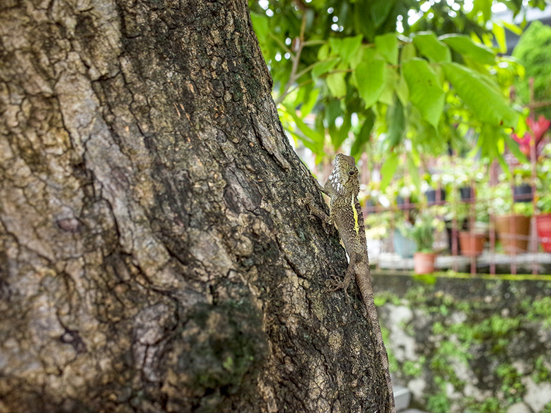2018-07-23超峰寺019.jpg 2018-07-23超峰寺019.jpg