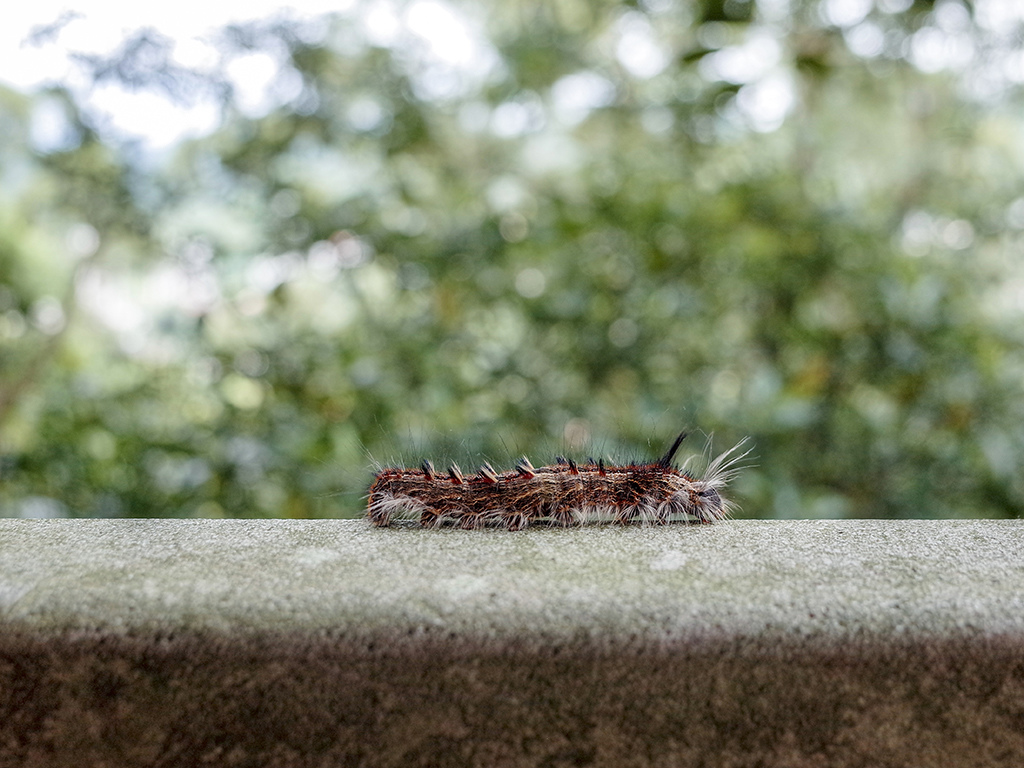 2019-05-05桐花公園-火焰山015.jpg 2019-05-05桐花公園-火焰山015.jpg