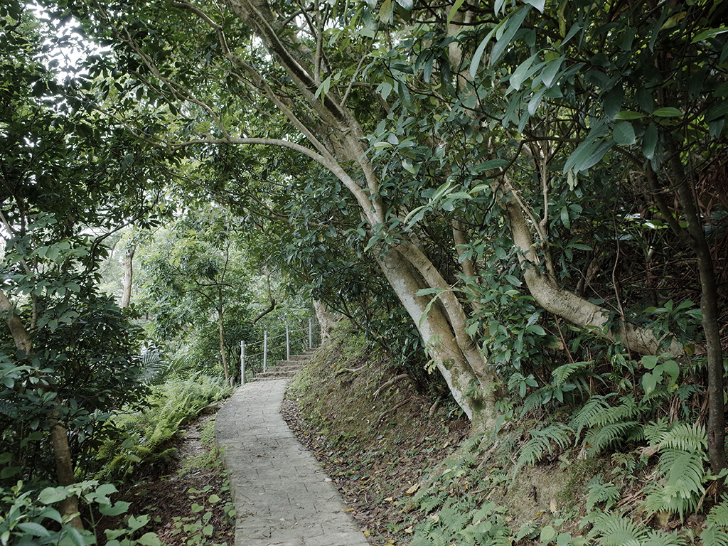 2019-05-05桐花公園-火焰山012.jpg